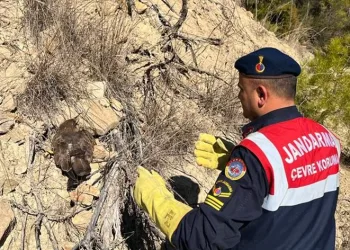 Yaralı bulunan kartal koruma altına alındı