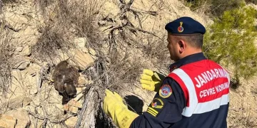 Yaralı bulunan kartal koruma altına alındı