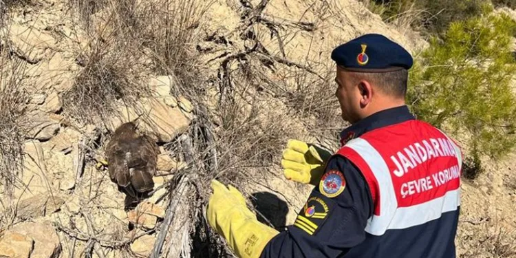 Yaralı bulunan kartal koruma altına alındı