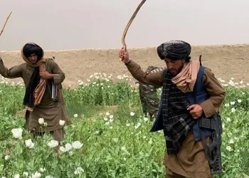 Afganistan’da kenevir ekimine yasak