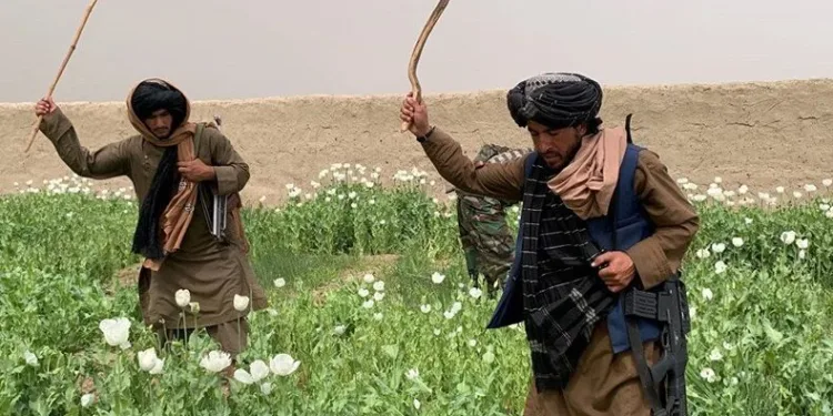 Afganistan’da kenevir ekimine yasak