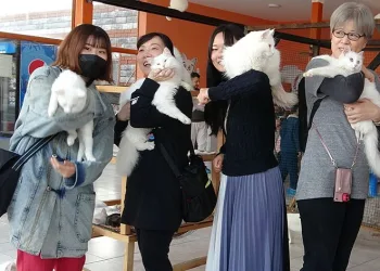 Japonlar Van kedisine hayran kaldı