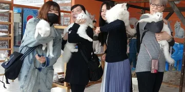 Japonlar Van kedisine hayran kaldı