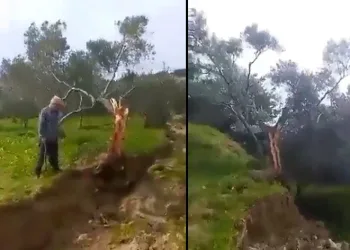 Fay ikiye böldüğü ağacı 10 metre taşıdı