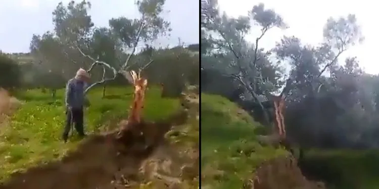 Fay ikiye böldüğü ağacı 10 metre taşıdı