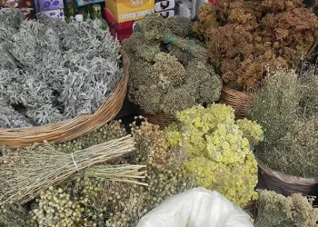 Şifa kaynağı çam kozalağı