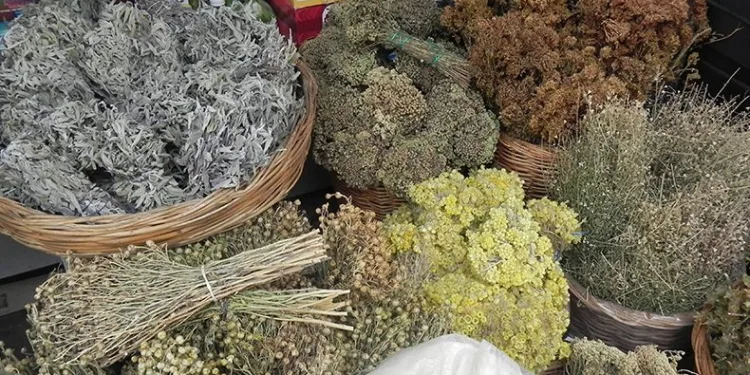 Şifa kaynağı çam kozalağı