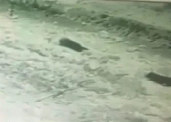 Yayaların üstüne kar kütlesi düştü
