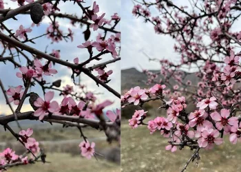 Çiçek açan bademler, çiftçileri düşündürüyor