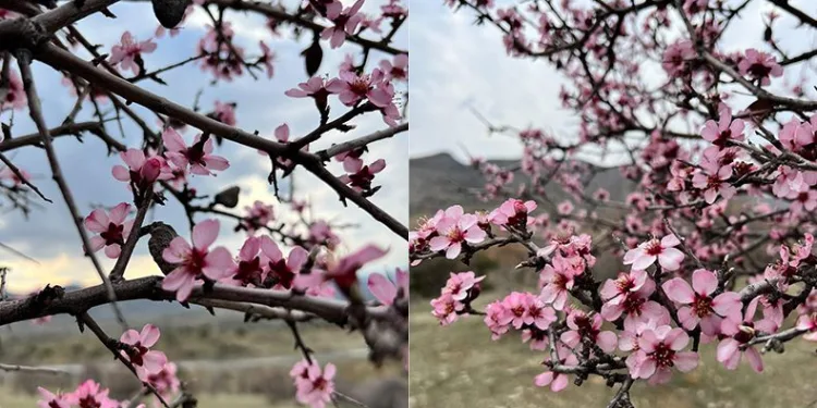 Çiçek açan bademler, çiftçileri düşündürüyor