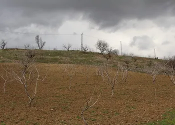 Yağışlar çiftçiyi güldürdü