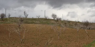 Yağışlar çiftçiyi güldürdü
