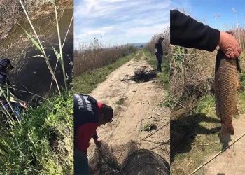 Kaçak yakalanan balıklar suya geri bırakıldı