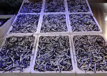 Hamsi ihracatında düşüş