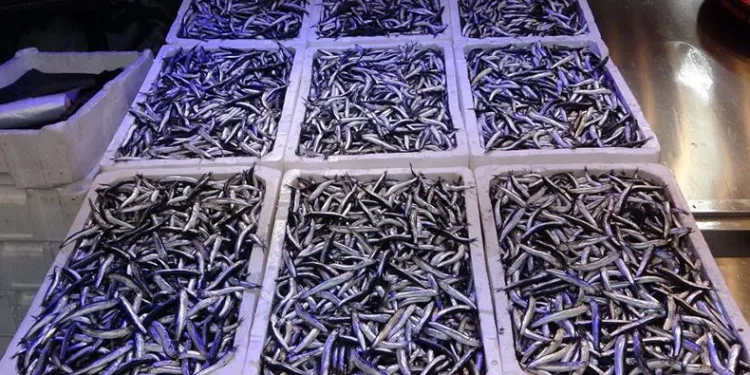 Hamsi ihracatında düşüş