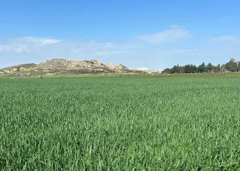 Toprak yağmurla buluştu, çiftçinin yüzü güldü