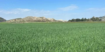 Toprak yağmurla buluştu, çiftçinin yüzü güldü