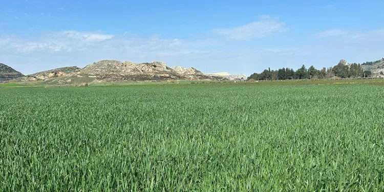Toprak yağmurla buluştu, çiftçinin yüzü güldü