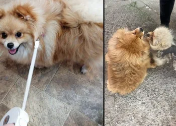 Cins köpeği çaldılar
