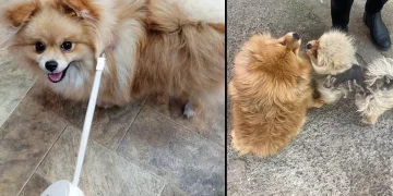 Cins köpeği çaldılar