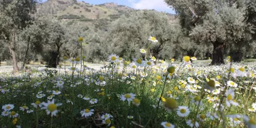Kar değil papatyalar ile beyaza büründü