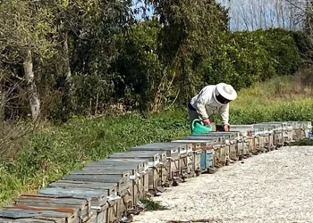 Arıcıların kışlama mesaisi başladı