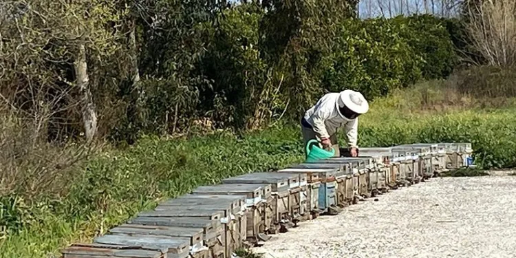 Arıcıların kışlama mesaisi başladı