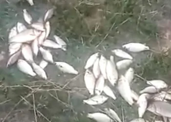Sel nedeniyle taşan göldeki balıklar karaya vurdu