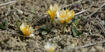 Çiğdemler çiçek açtı, bozkır renklendi