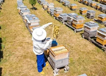 İnegöl Belediyesi 250 adet arı kovanı dağıtacak