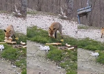 Önlerine çıkan tilkiyi beslediler