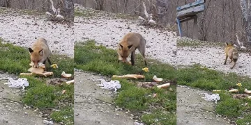 Önlerine çıkan tilkiyi beslediler