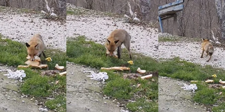 Önlerine çıkan tilkiyi beslediler