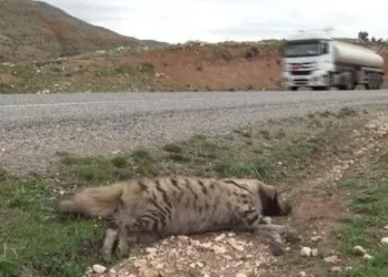 Nesli tükenmekte olan çizgili sırtlan