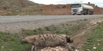 Nesli tükenmekte olan çizgili sırtlan