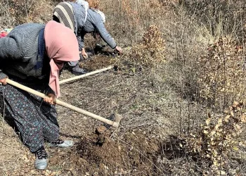 70 bin fidan toprakla buluşuyor