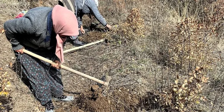 70 bin fidan toprakla buluşuyor
