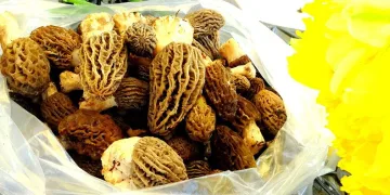 Kuzugöbeği altınla yarışıyor