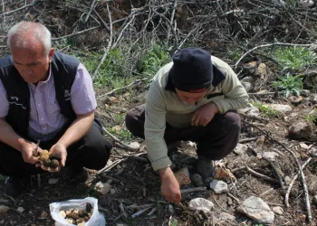 Yanan ormanlık alanda yetişti, altın değerinde