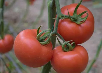 Yerli ve milli tohumdan üretilen domatesler