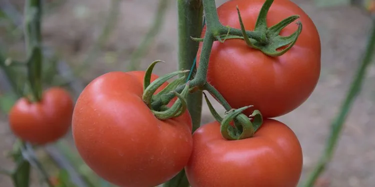 Yerli ve milli tohumdan üretilen domatesler