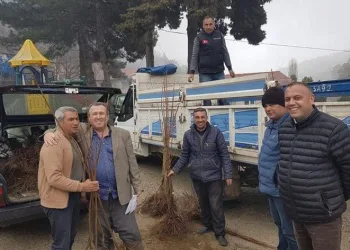 Atıl alanlar kestanelerle dolacak