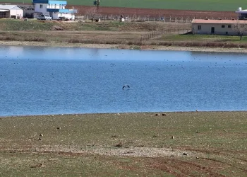 “Toprak altındaki canlılar deprem esnasında yüzeye çıkmıştır”