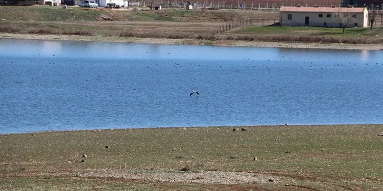 “Toprak altındaki canlılar deprem esnasında yüzeye çıkmıştır”