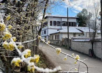 Çiçek açan ağaçlar karla kaplandı