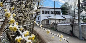 Çiçek açan ağaçlar karla kaplandı