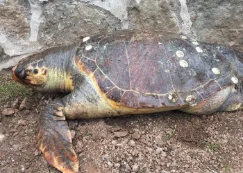 100 kiloluk deniz kaplumbağası kıyıya vurdu
