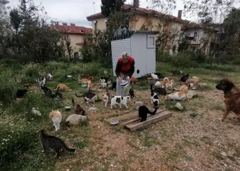 Tek başına 250 kediyi sahiplendi