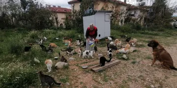 Tek başına 250 kediyi sahiplendi