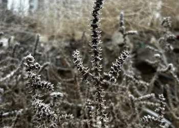 Meteorolojiden zirai don uyarısı
